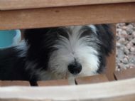 Under another table............